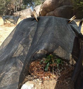 Jan Boyce avocado tree under shade cloth during heat wave