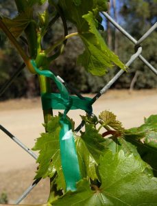 Nursery tape tie grapevine