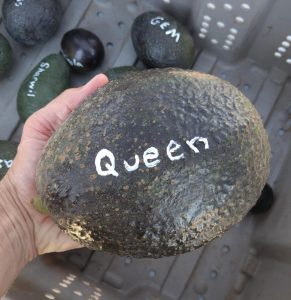 Queen avocado