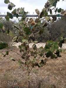 Young grapevine foliage burned in 113 degree heat