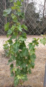 Young grapevine healthy after 113 degree heat