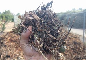 close up of wood chips from tree trimmmer