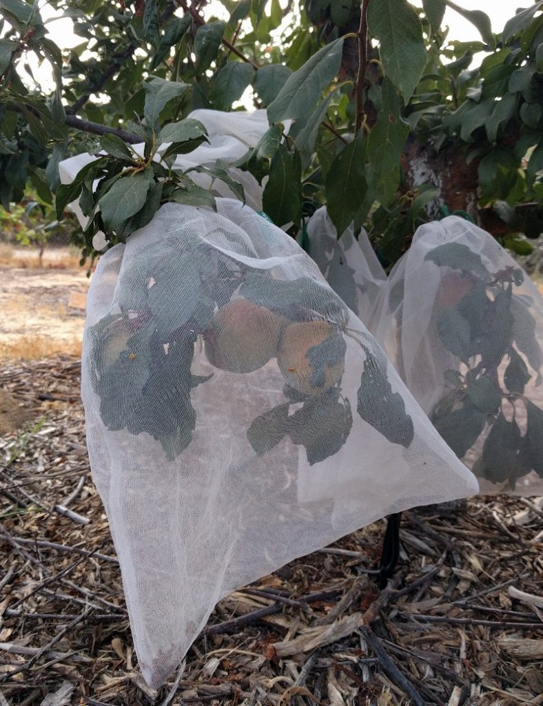 multiple pluots in one bag for bird protection