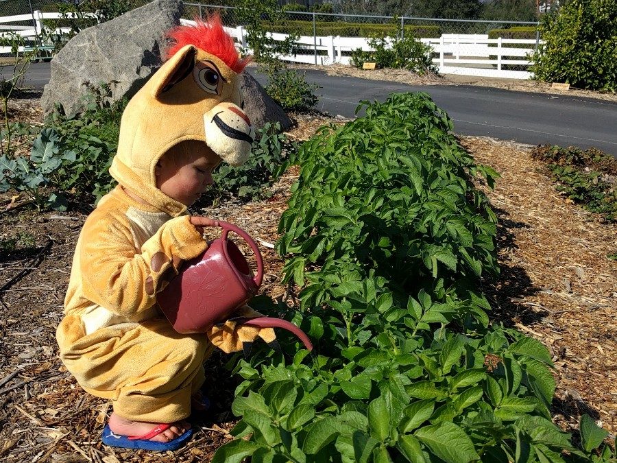 Fall/Autumn watering of fruit trees and vegetables