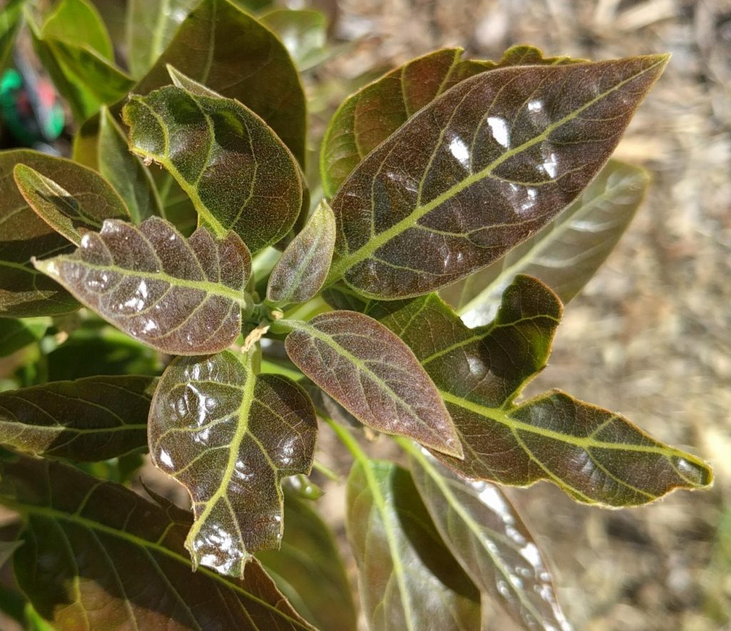 avocado leaves eaten by earwigs or June bugs