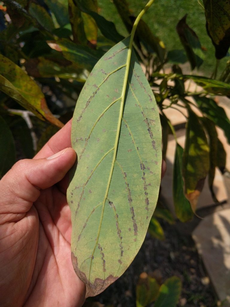 persea mite damage avocado leaf underside