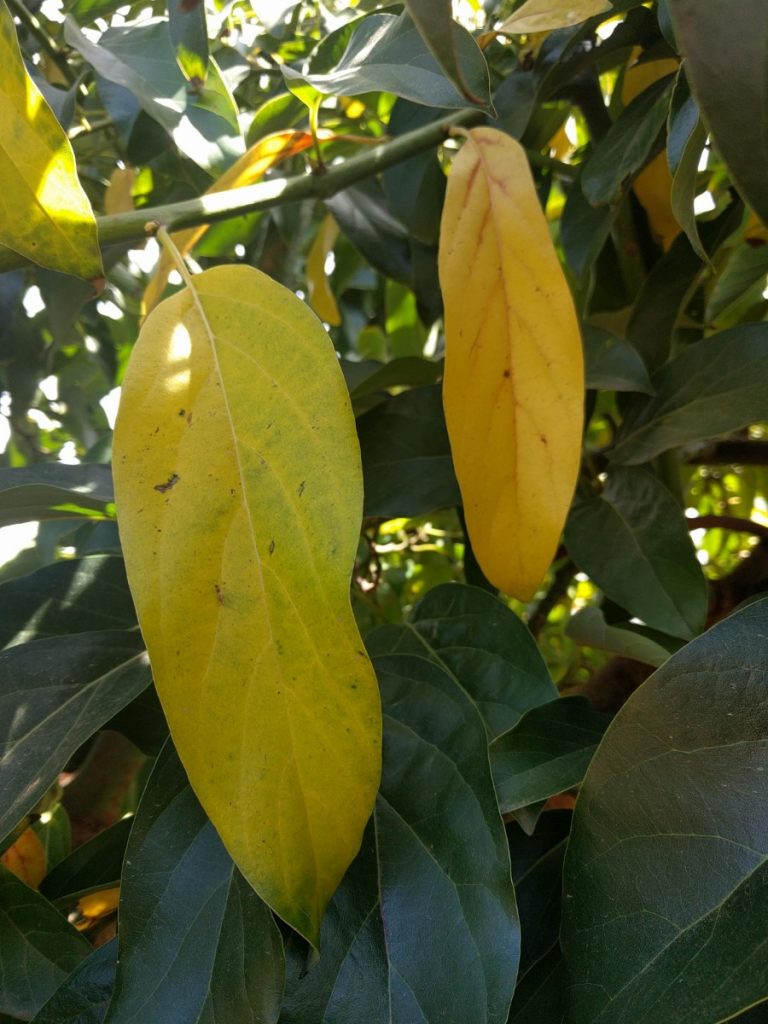 yellowing dying avocado leaves Reed