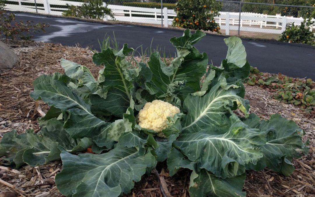 Cauliflower in colors