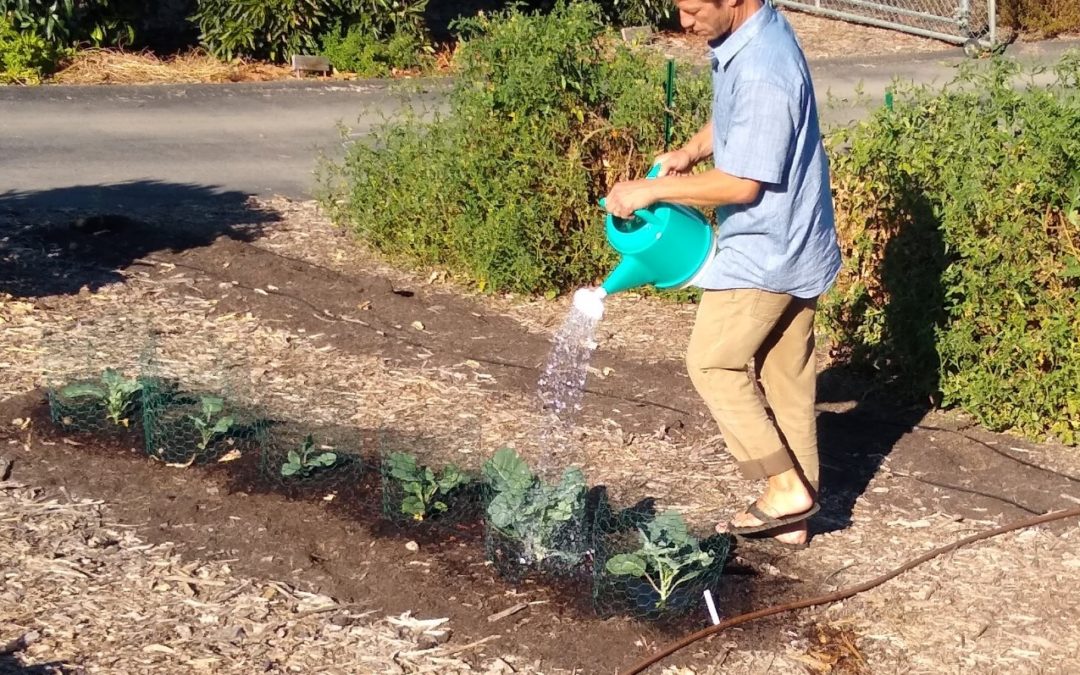 Handwatering vegetables