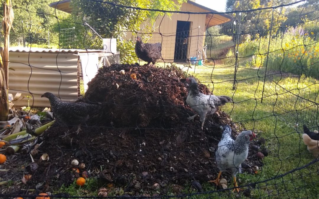 Fertilizing vegetables with compost: pros and cons