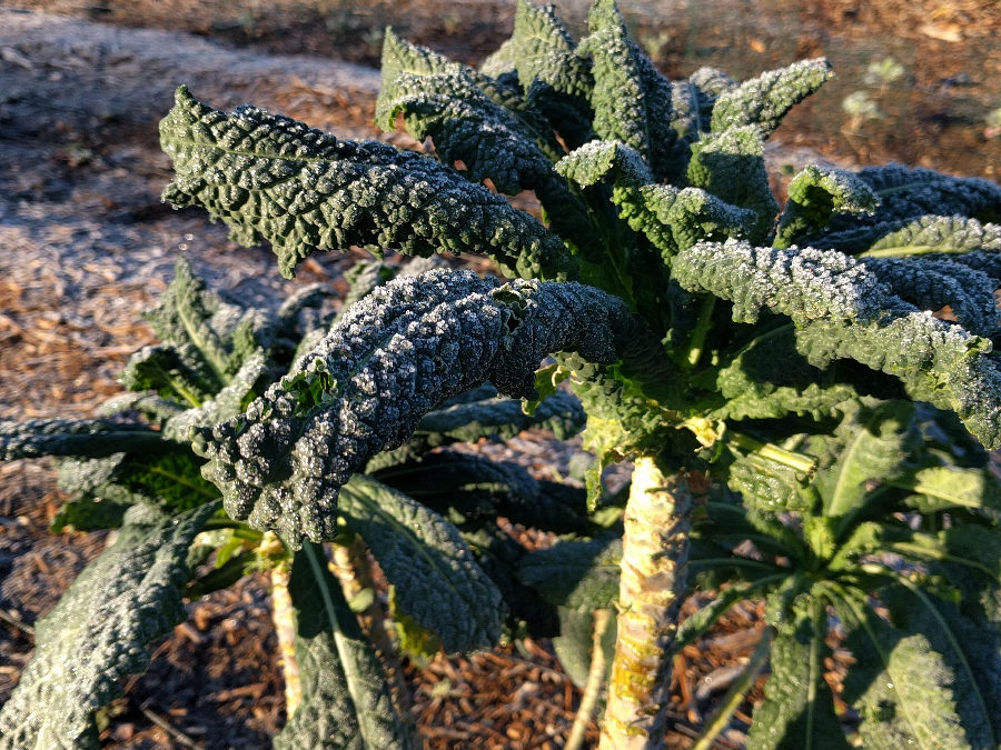 How tall can dinosaur kale get?