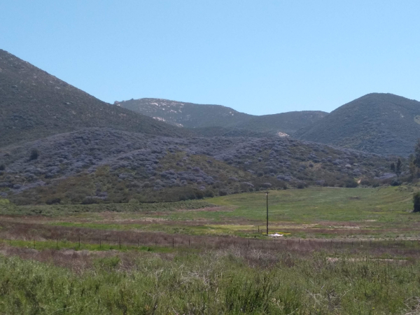 Ceanothus, wild lilac: the blue bushes on the hills