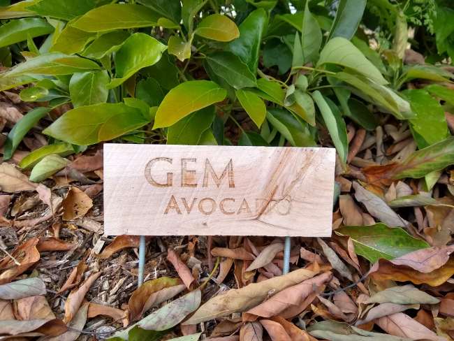 GEM avocado tree profile