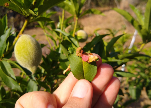 peach leaf curl in 2021