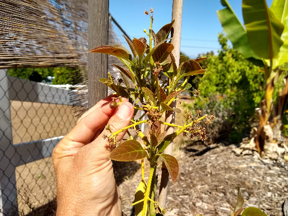 should you remove avocados from small tree