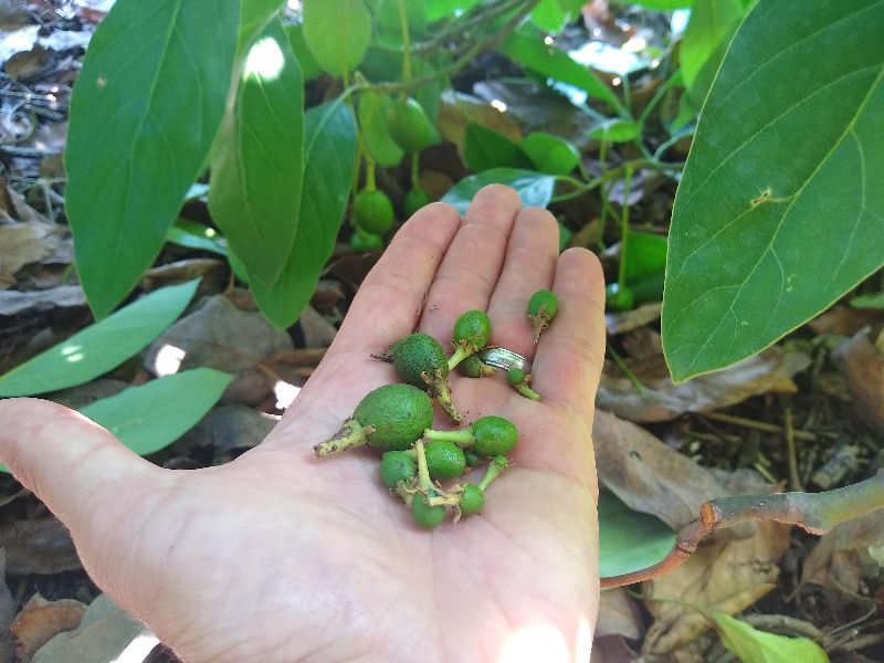 avocado fruit drop why when how many