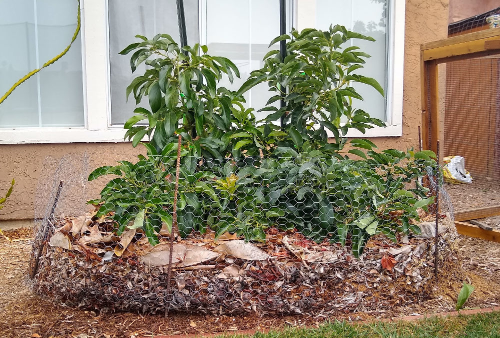 planting avocados in poor soil