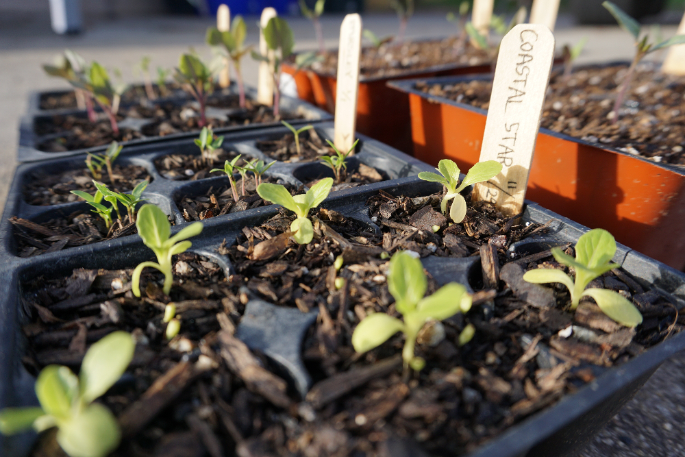 Starting vegetable seeds: Six keys to success