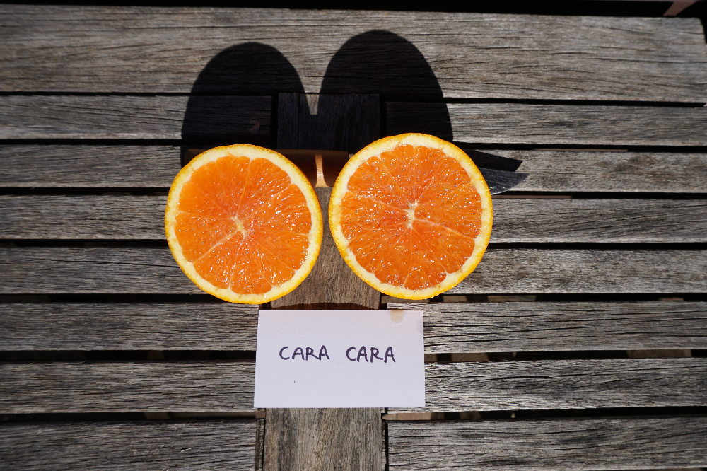 Cara Cara navel oranges cut open