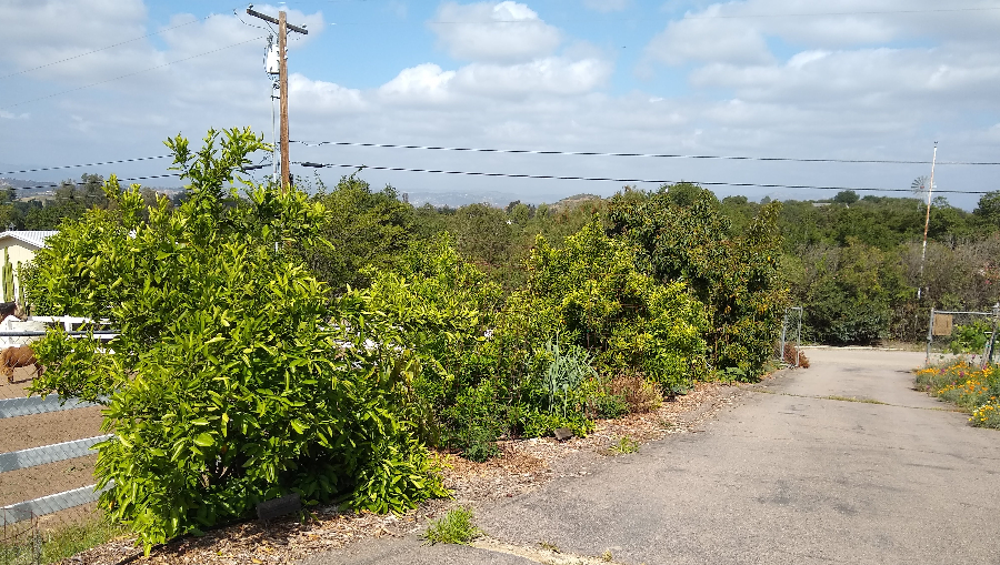 Watering fruit trees with drip irrigation