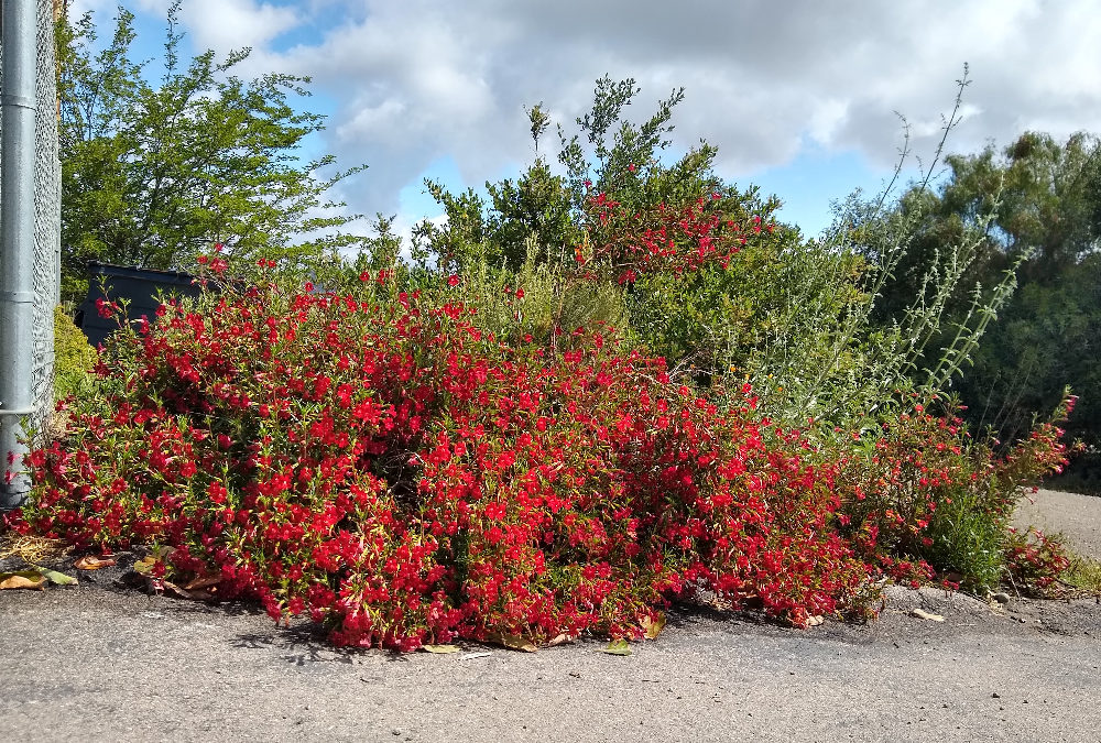 Monkey flower: native plant in Southern California that feeds bees and hummingbirds