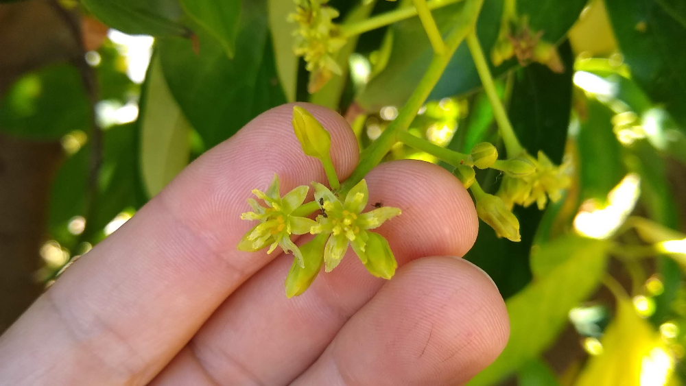 How avocado trees flower