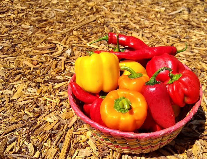 What to do in a Southern California Food garden in September