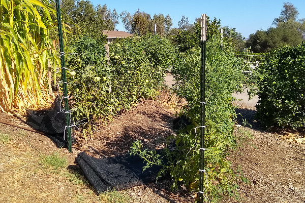 Protecting tomatoes from heat