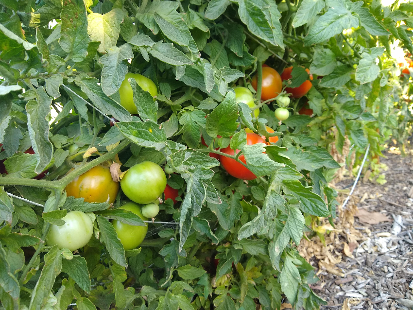 Freezing tomatoes from the garden