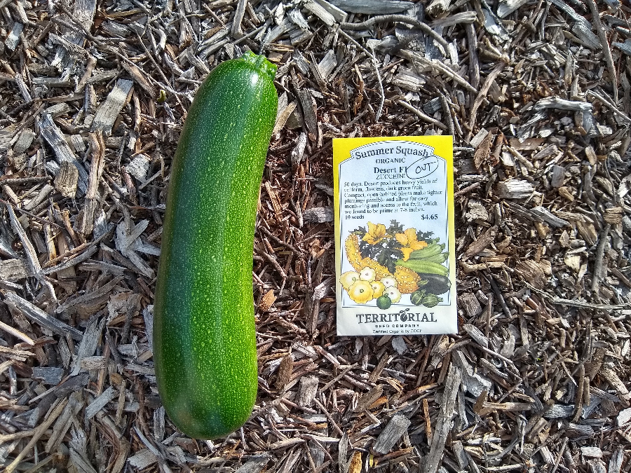 An extraordinary zucchini plant