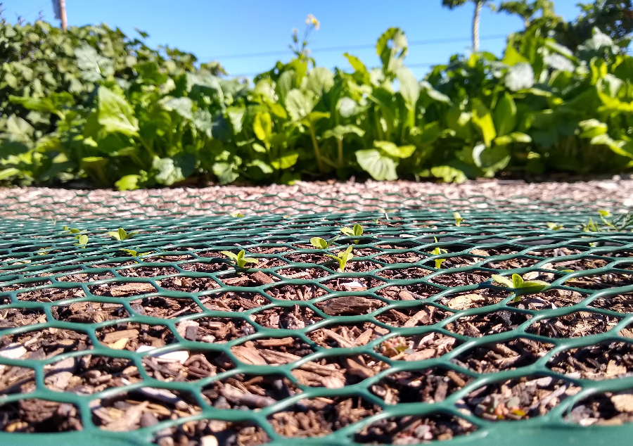 Protecting vegetable sowings from birds