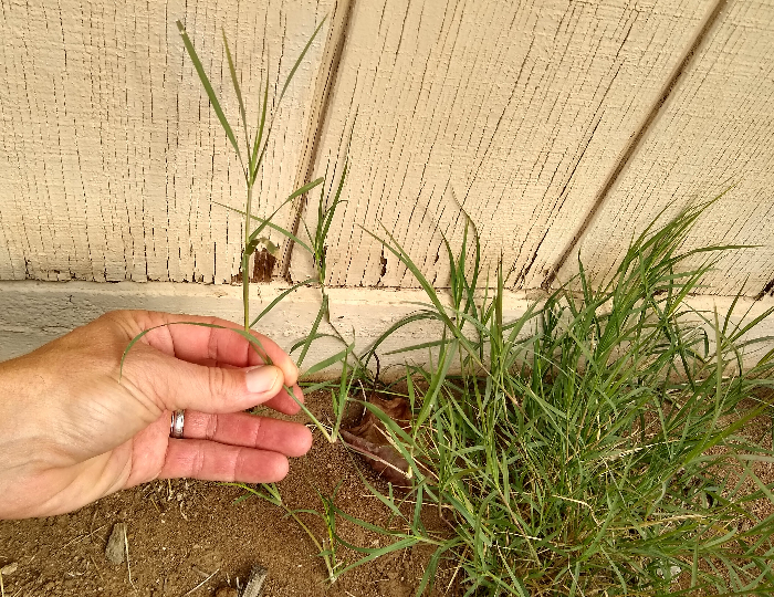 Removing Bermuda grass