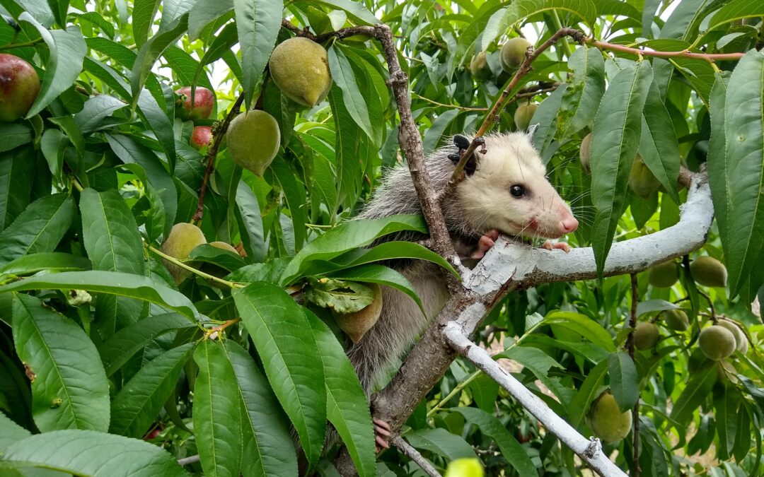 Talk on Fruit tree pests with CRFG South Bay