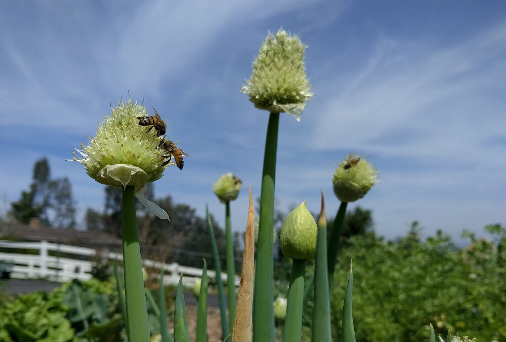 Why do onions flower? (And how to prevent, in Southern California)