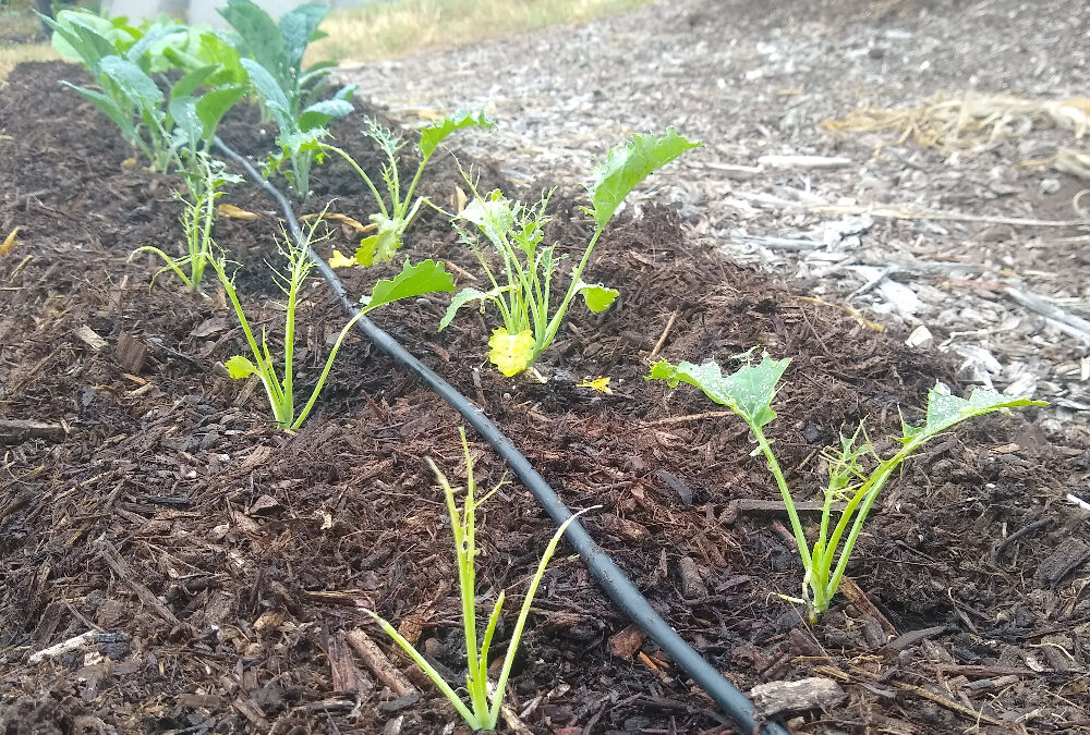 Earwigs, pill bugs, slugs, and snails: stopping their damage to your vegetables