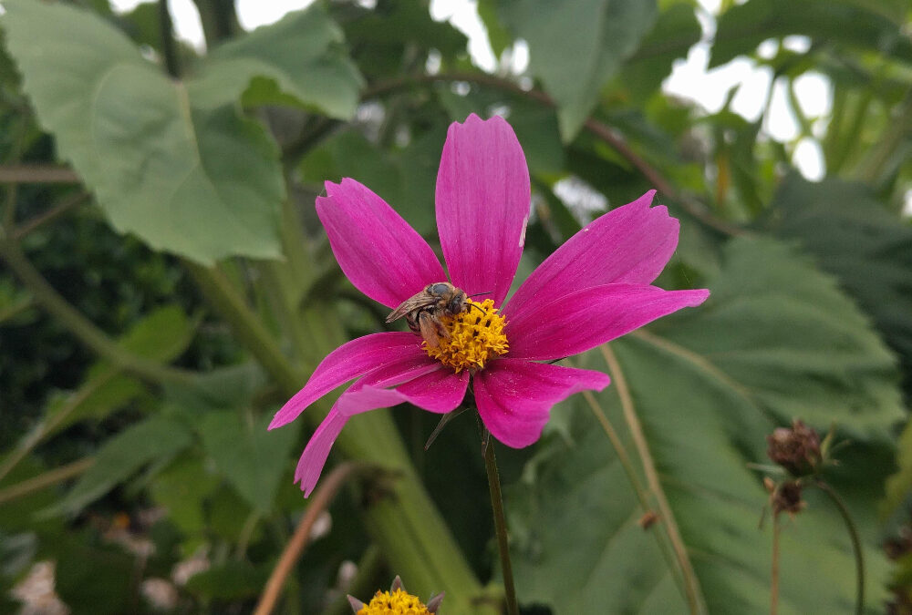 Native bee nesting blocks