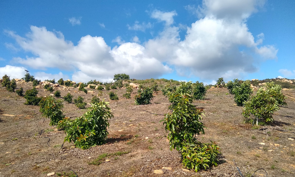 How Brad grew his avocado grove