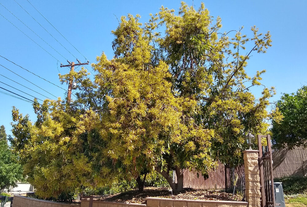 Heavy bloom hastens avocado maturity