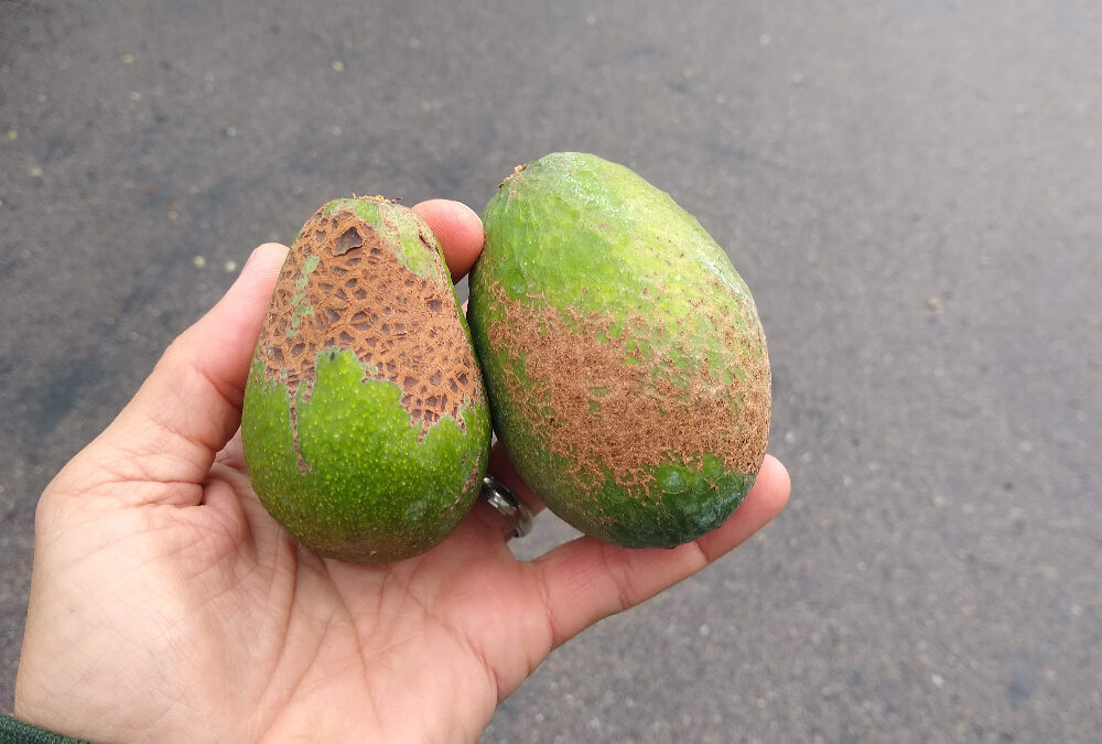 Avocados have brown skin? Here’s why