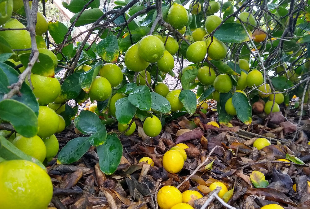 Transplanting fruit trees in Southern California