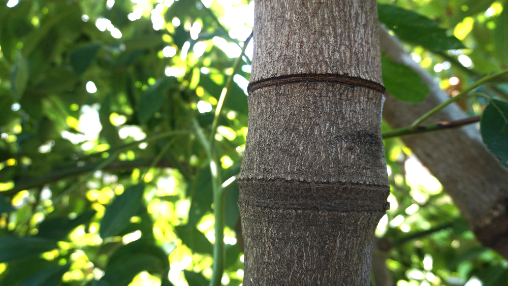 Girdling avocado trees for consistent fruiting: update, results