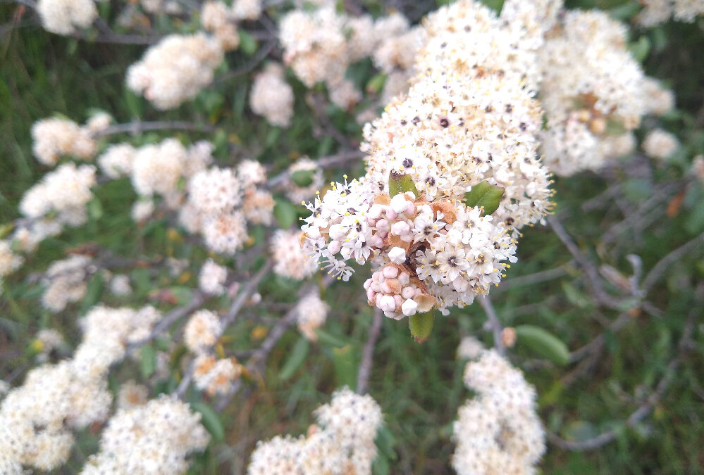 The elusive, white-flowered Ceanothus crassifolius