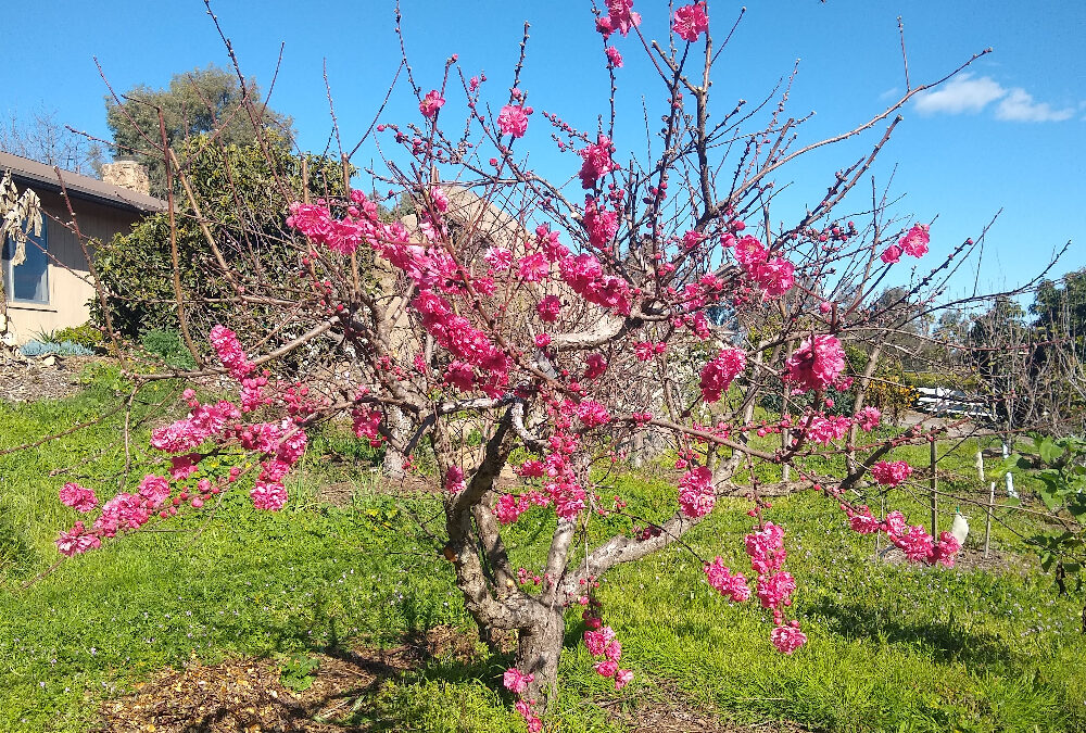 Hummingbird on Red Baron peach flowers