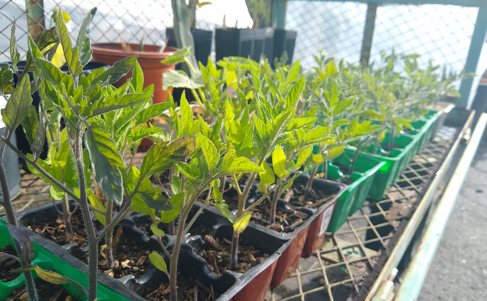 Tomatoes love new dirt