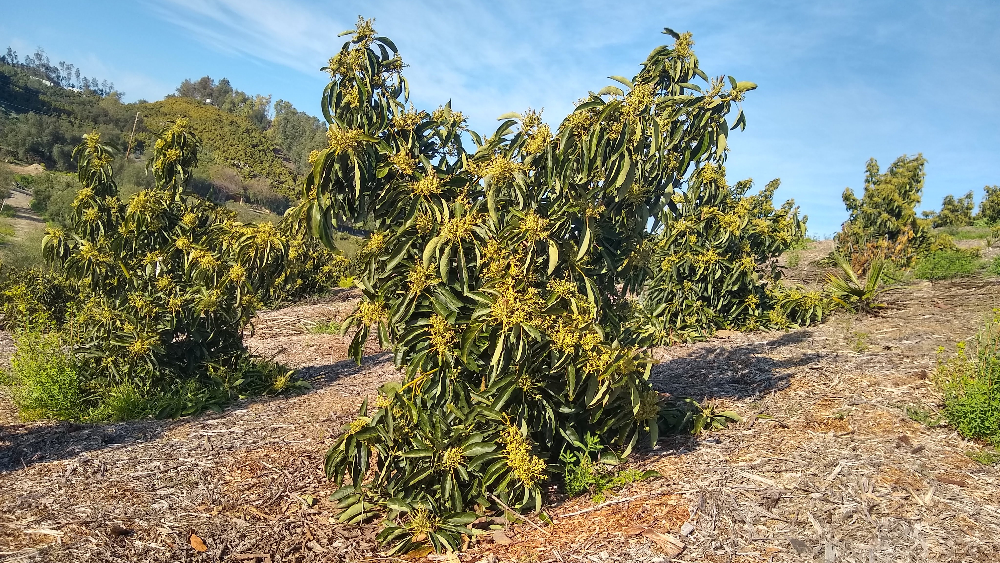 Can you mulch avocado trees too much?