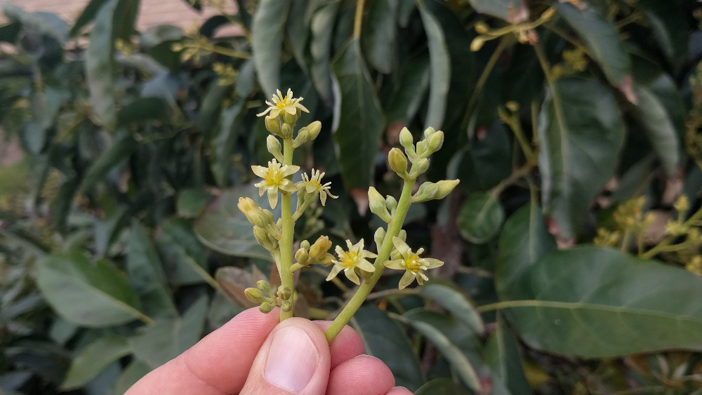 All about avocado pollination