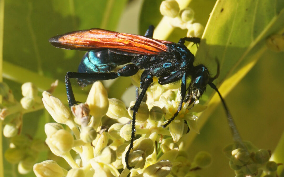 Who pollinates avocado flowers?