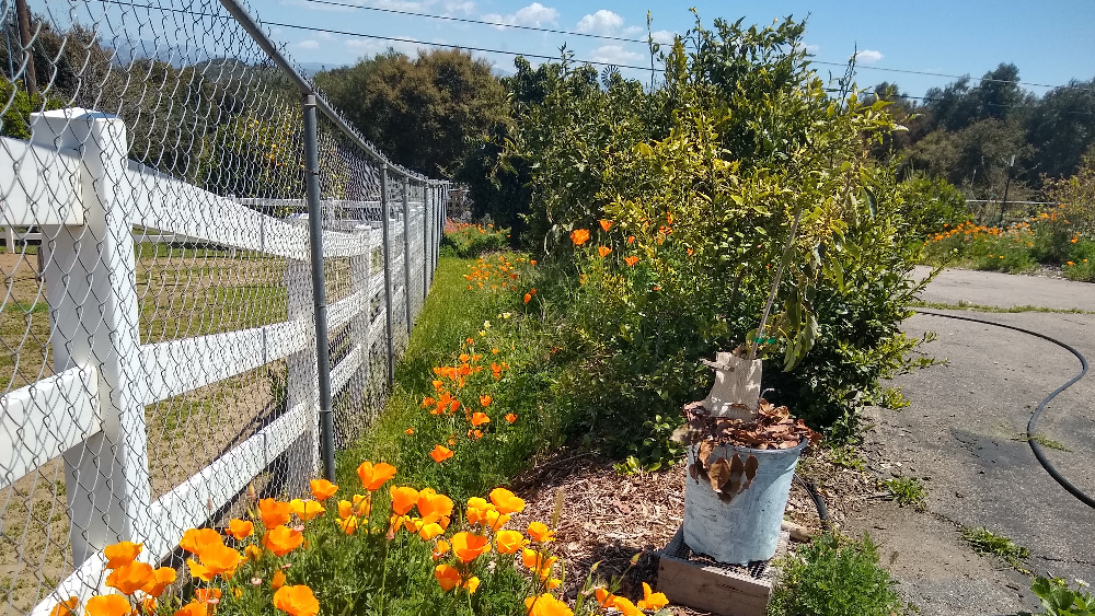 Food garden meander during solar eclipse