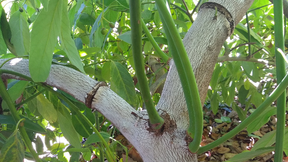 Results of girdling non-Hass avocado trees