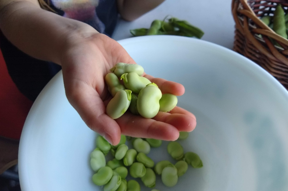 Growing fava beans in Southern California